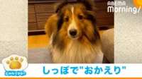 【映像】しっぽだけで「おかえり」“塩対応”な犬