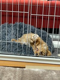 NONSTYLE井上『大苦戦!トイレ!』