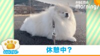 【映像】地面に座り込んで“散歩拒否”をする犬