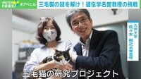 三毛猫の謎を解け! 遺伝学名誉教授の挑戦