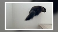 【映像】ソファに爪を立てていた猫が“まさかの方法”で逃走 驚異の身体能力が話題