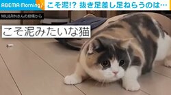 ターゲットに接近する三毛猫の動きがまるで“こそ泥” 抜き足差し足で狙うのはお宝か？