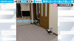 散歩したい犬、遊んで欲しい猫 “至福”の板挟みに「どうしたらいいの…」飼い主が下した決断に反響