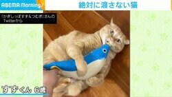 ぬいぐるみを抱きしめて離さない猫 奪おうとするとキック連発で阻止