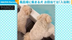 入浴剤で大興奮する犬 浴槽を夢中で見つめる兄弟の姿に反響
