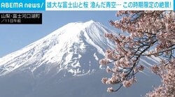 雄大な富士山と桜 澄んだ青空… この時期限定の絶景！