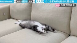 ソファでおててを上げて「のび〜っ」 リラックスする猫がまるで人間のよう