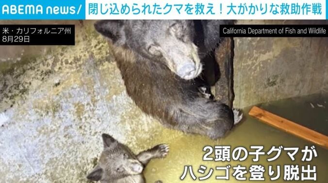 クマ親子