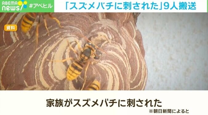 【写真・画像】「家族がスズメバチに刺された！」男女11人が被害 巣があった場所は「桜の木」？　1枚目
