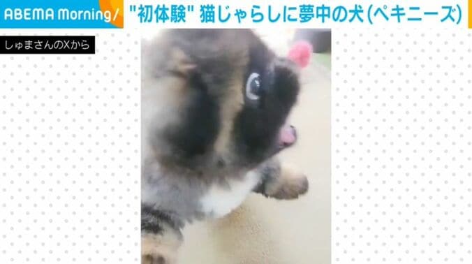 朱鞠くん