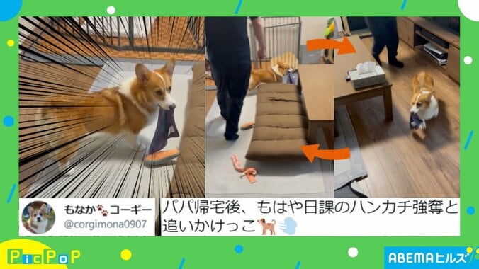 テーブルをぐるっと周ってピタッ！ ハンカチを強奪した犬vs飼い主の「“距離感”が可愛すぎる追いかけっこ」が話題 1枚目