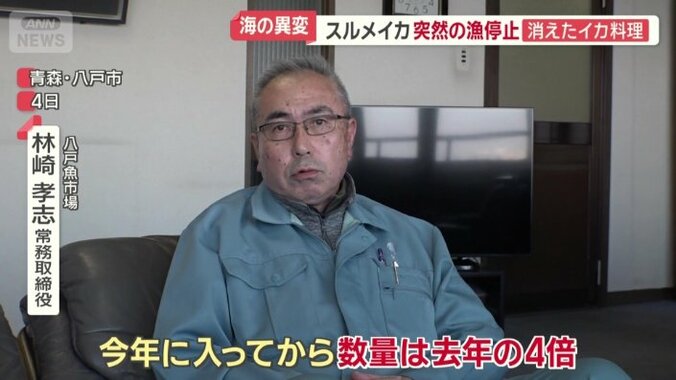 今年のイカ漁は「去年の4倍」