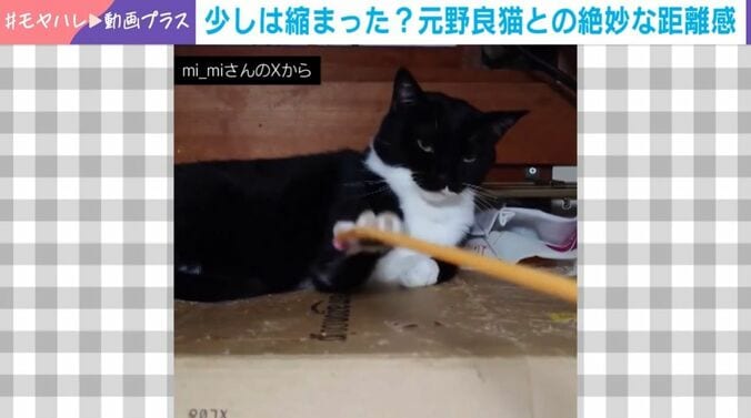 “絶妙な距離感”の猫