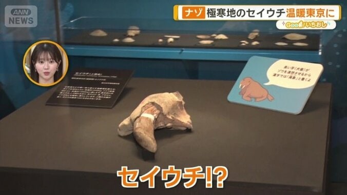 セイウチの化石