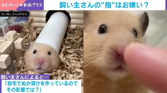 ハムスターのぼうちゃん