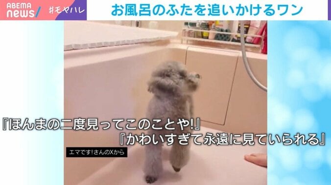 トイ・プードルのエマちゃん