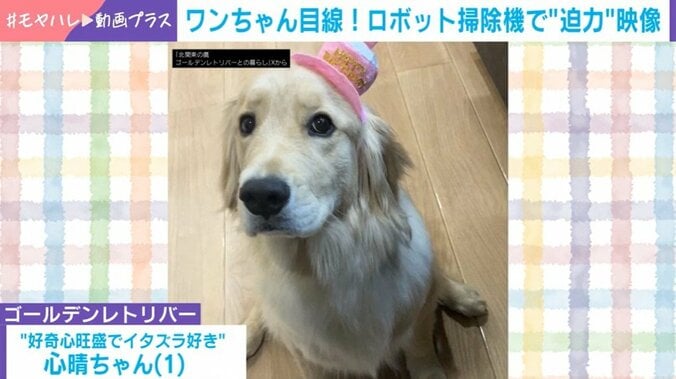 ゴールデンレトリバー