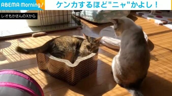 レオくん（6歳）、もかちゃん（6歳）