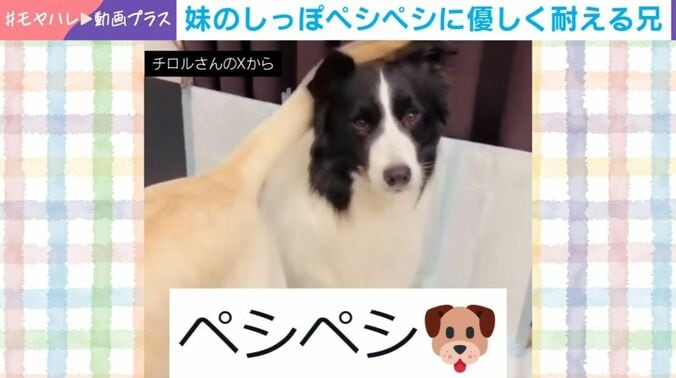 ボーダーコリーのチロルくん