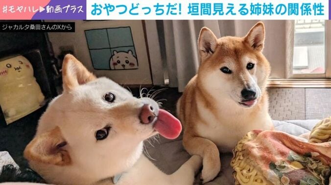 柴犬のグーグーちゃん（5歳）とフシちゃん（3歳）