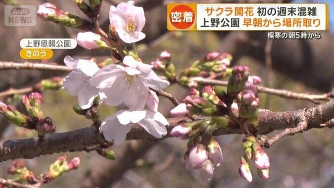 少しずつ咲き始めた桜