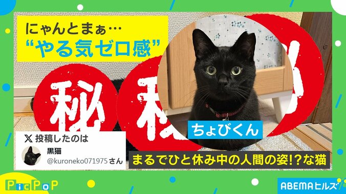 ニャンと、まあ… ヤル気がなさすぎる猫がネット上で話題に 「休んでいる人間みたい」「ゼロ感半端ない」 1枚目