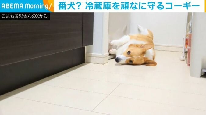 コーギーのこまちちゃん