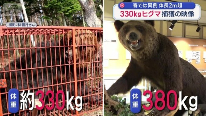 今回のヒグマは冬眠前380キロ以上だった可能性