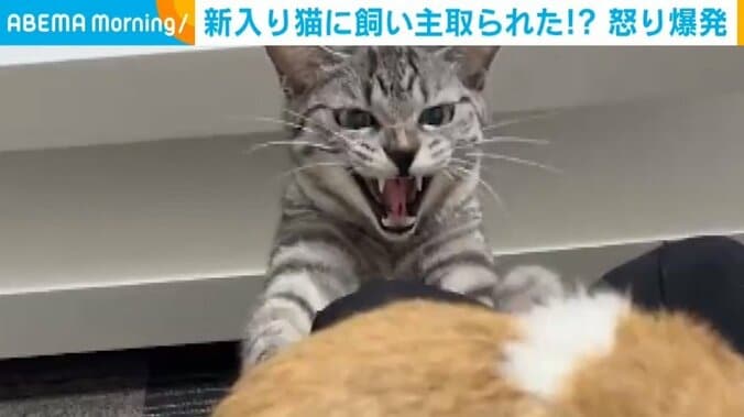 猫のおもちゃを撫でると飼い猫が激怒 “飼い主を取られたくない行動”に飼い主「甘えん坊で嫉妬深い」 1枚目