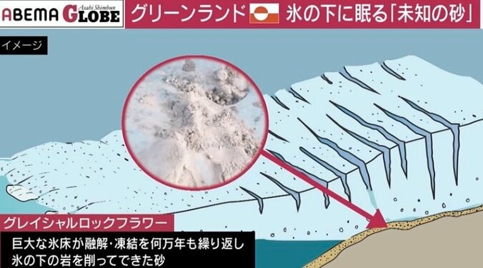 グレイシャルロックフラワー