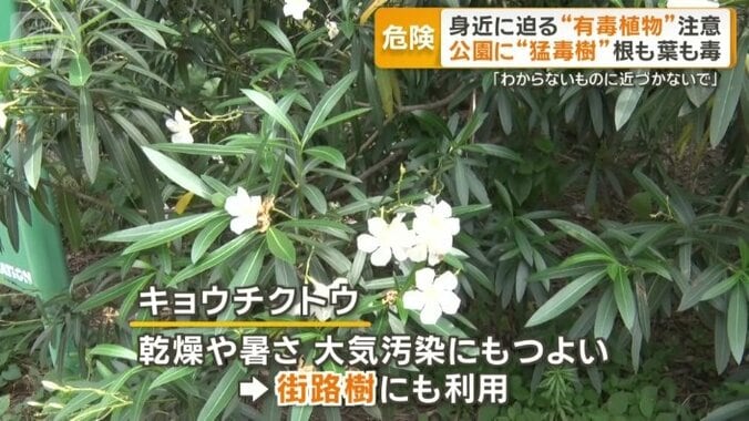 キョウチクトウ