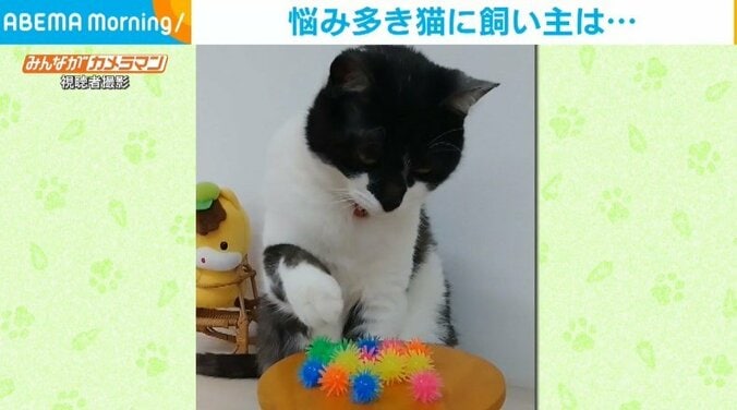 飼い主のくれたカラフルなおもちゃを“威嚇気味”にさわるネコが話題 1枚目