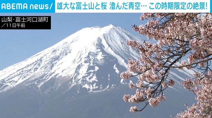 富士山と桜