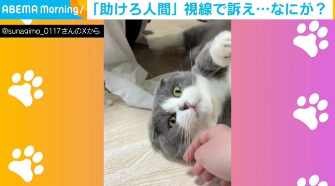 猫のすなぎもくん