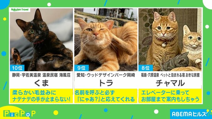 【写真・画像】スリッパ温め係、へそ天&ナデナデ要求も…看板猫ランキングが発表 1位はどんな子？　2枚目
