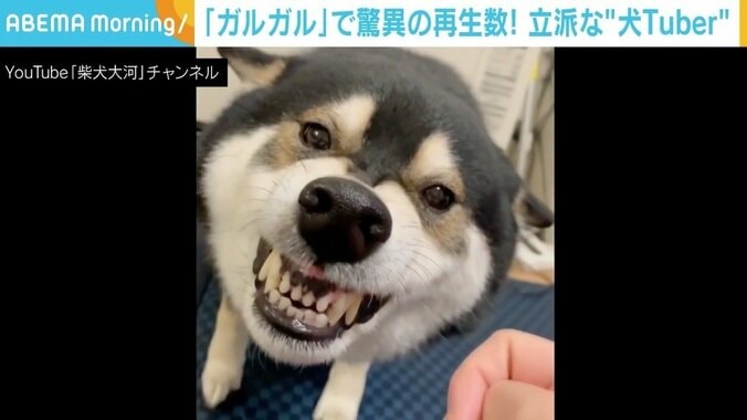 遊びガルに甘えガル 柴犬「タイガ」くんが家族にだけ見せる“ガルガル”動画が驚異の998万回再生 1枚目