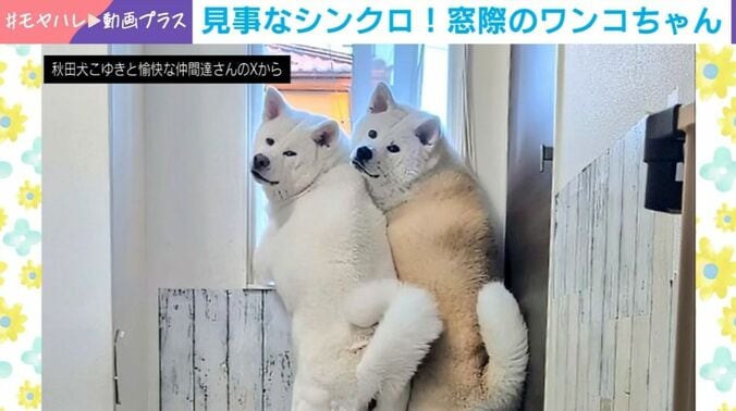 クルミちゃんとカナちゃん