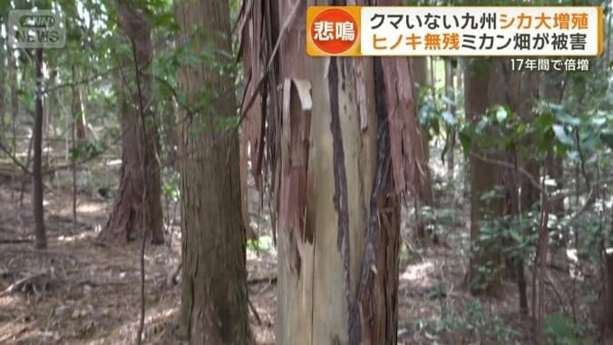 真っ白になっていた樹齢60年のヒノキ