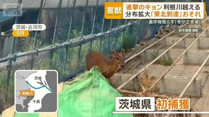 今年5月に茨城県内で初捕獲