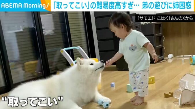 サモエドのこはくちゃん