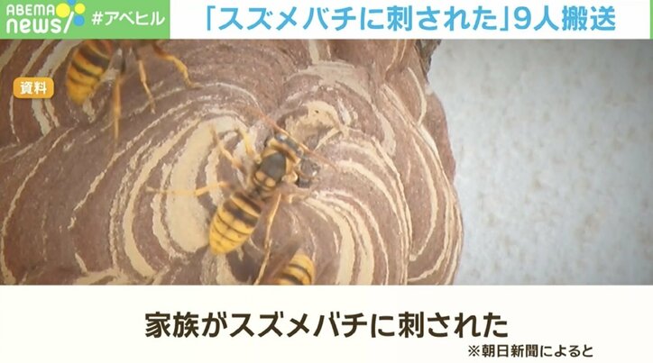 【写真・画像】「家族がスズメバチに刺された！」男女11人が被害 巣があった場所は「桜の木」？　1枚目