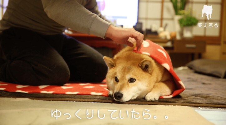 柴犬まる「まるくなってみたワン」可愛すぎて海外ファンからラブコールが止まらない