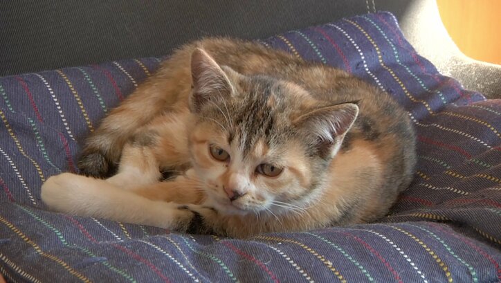 「前の猫は一体…？」長野・安曇野の猫が大集合　美しい風景＆猫にまったり癒されるにゃ