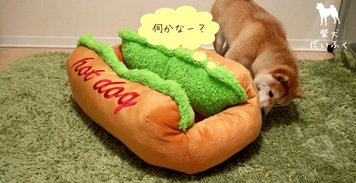 これぞリアルホットドッグ！ 柴犬だいふく「僕もホットドッグになれるかな」