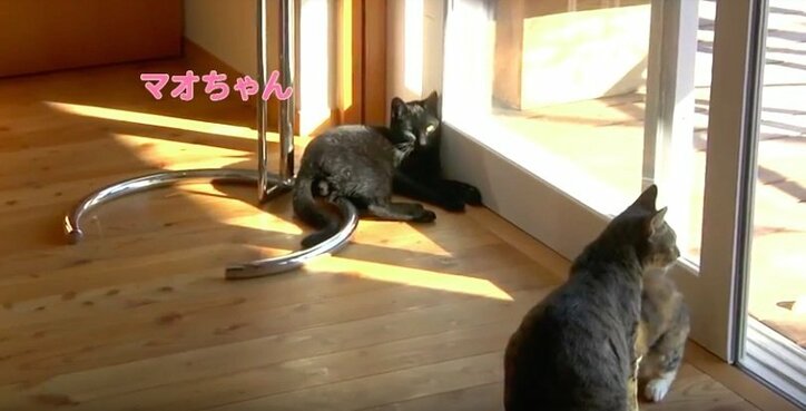 「前の猫は一体…？」長野・安曇野の猫が大集合　美しい風景＆猫にまったり癒されるにゃ