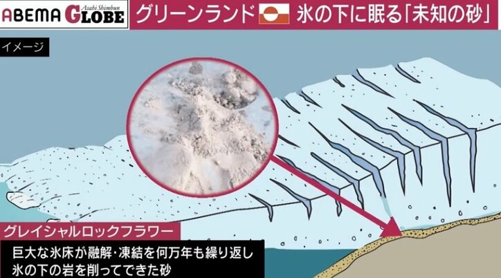 グレイシャルロックフラワー