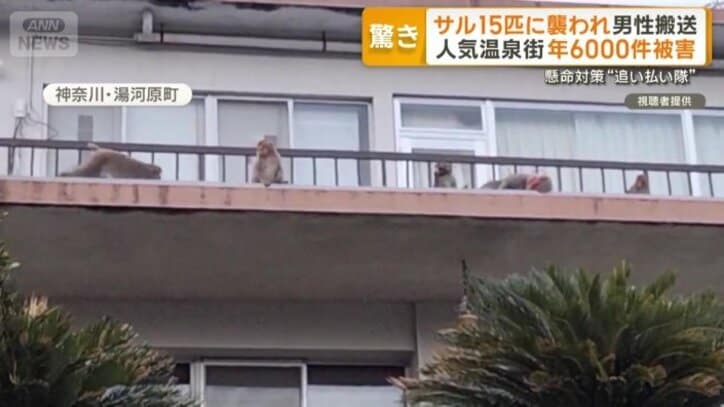 住宅のベランダでくつろぐ多数のサル
