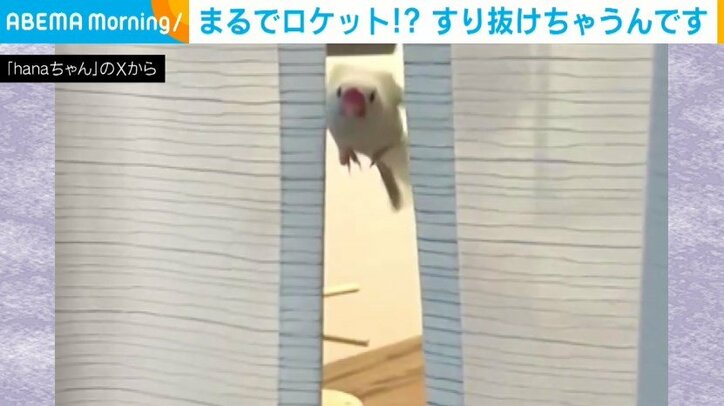 文鳥のはなちゃん（6歳）