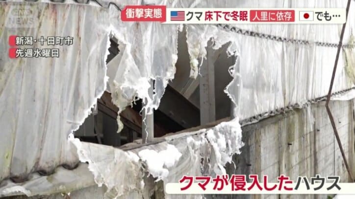 クマが侵入したハウス