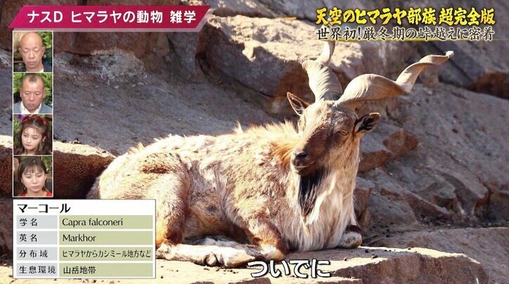 ヒマラヤに生きる絶滅危惧種指定の「幻の動物」とは? ナスDが解説する高地の動物雑学